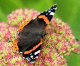 Red Admiral Butterfly 9A72D-14